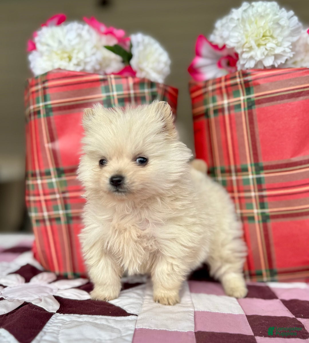 Pomeranian dogs for sale: Nicholas - Ad 2