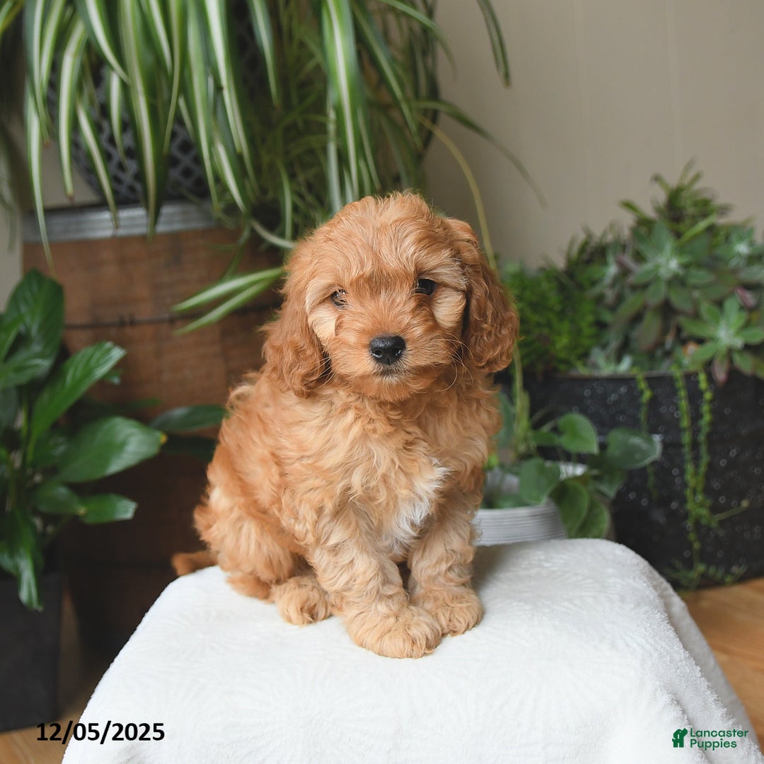 Cavapoo dogs for sale: Lincoln - Ad 1