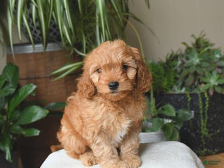 Cavapoo dogs Lincoln - Ad 4