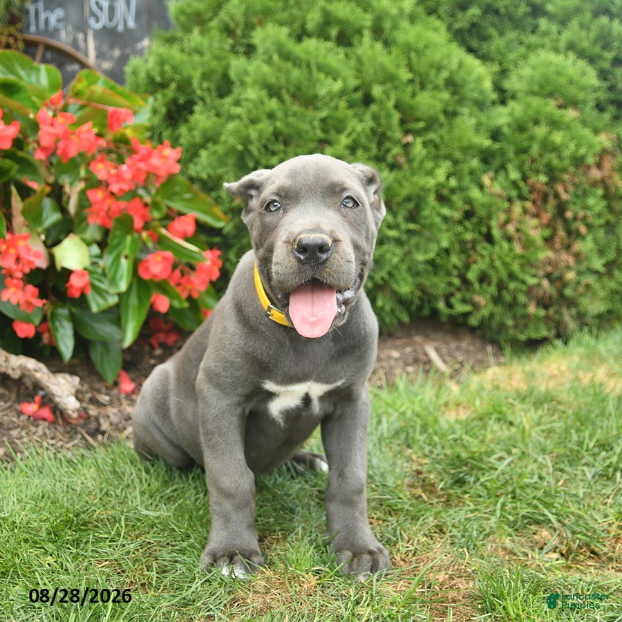 Cane Corso dogs Layla  - Ad 1