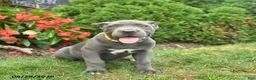 Cane Corso dogs for sale: Layla  - Ad 1