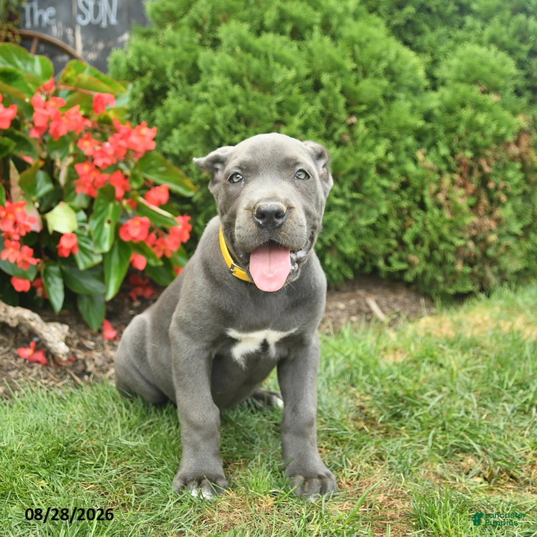Cane Corso dogs for sale: Layla  - Ad 1