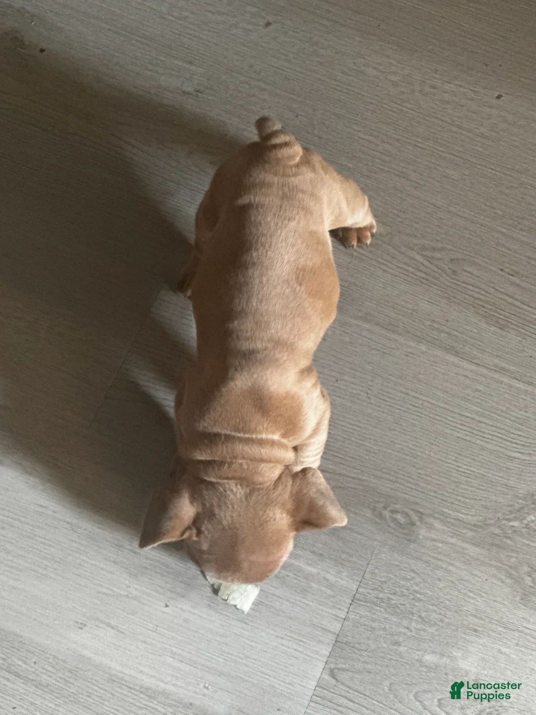 French Bulldog dogs for sale: Riot - Ad 2
