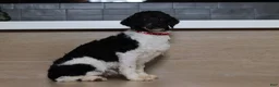 Miniature Poodle dogs for sale: Bandit - Ad 5