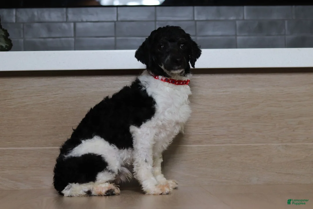 Miniature Poodle dogs for sale: Bandit - Ad 5