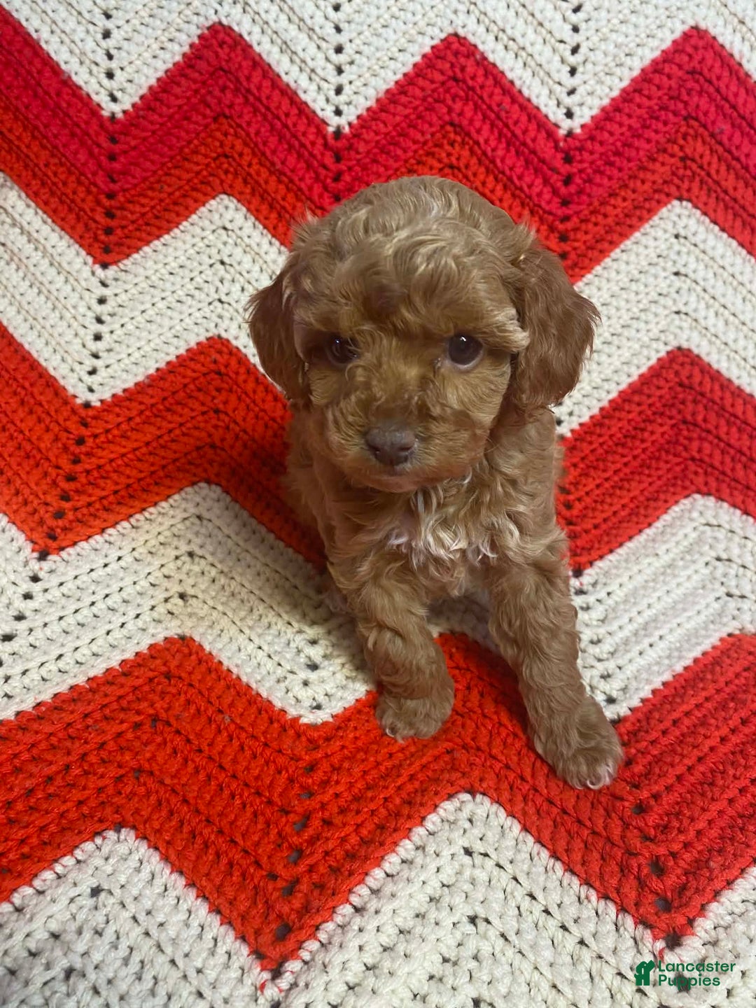 Maltipoo dogs for sale: Claudette - Ad 1