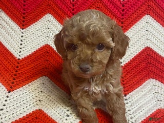 Maltipoo dogs Claudette - Ad 37