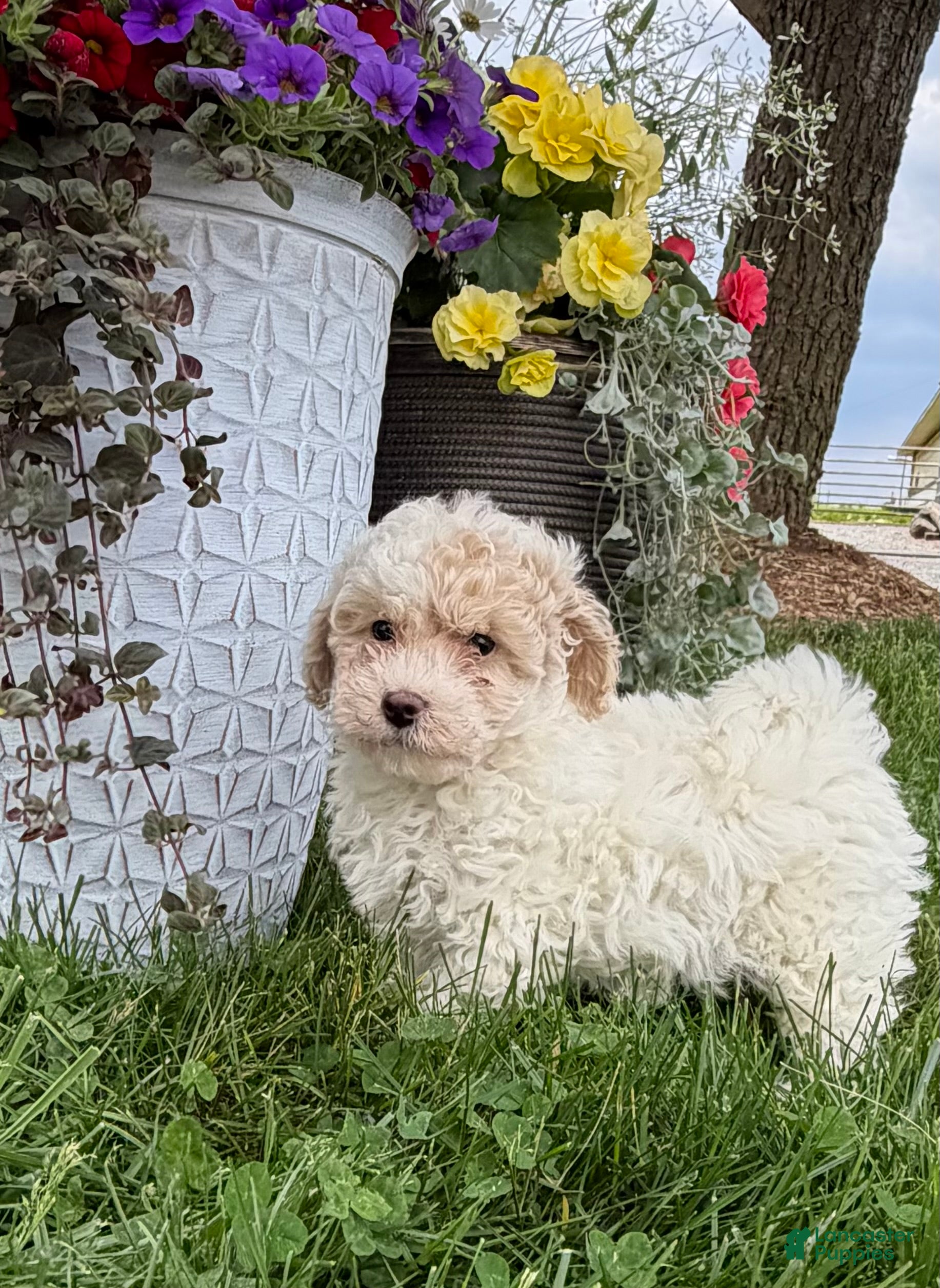 Bichpoo dogs Fred - Ad 2
