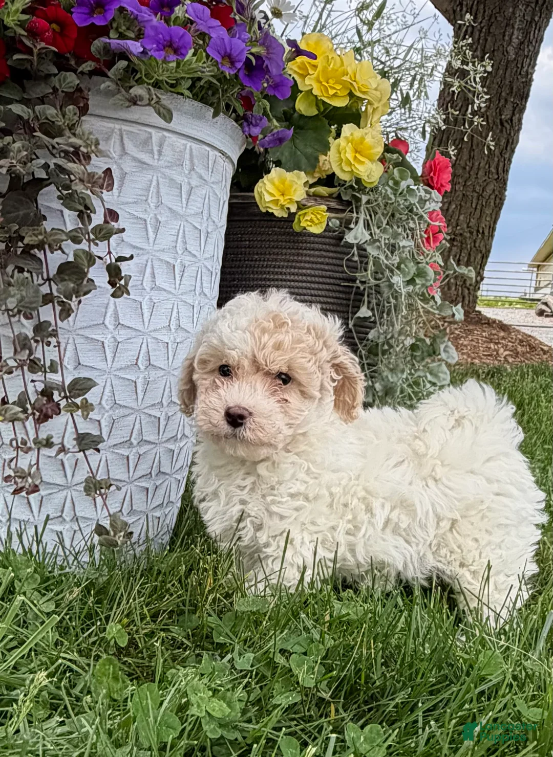 Bichpoo dogs for sale: Fred - Ad 2