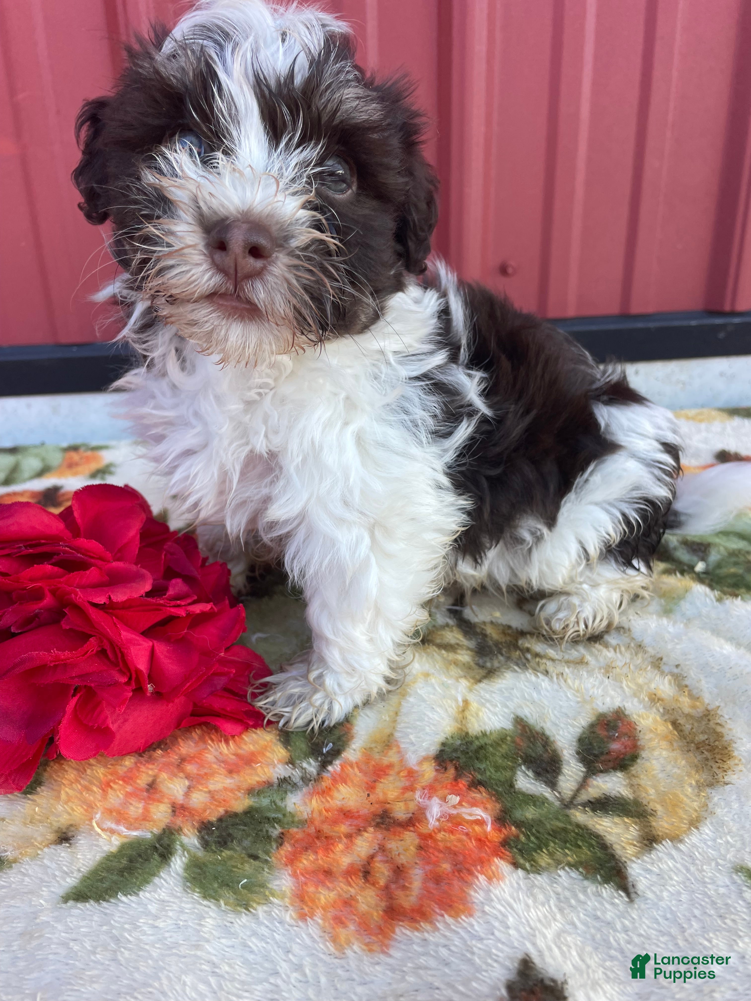 Havanese dogs Toby - Ad 42