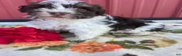 Havanese dogs for sale: Toby - Ad 1