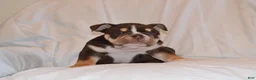 English Bulldog dogs for sale: Bucky (chocolate tri) - Ad 6