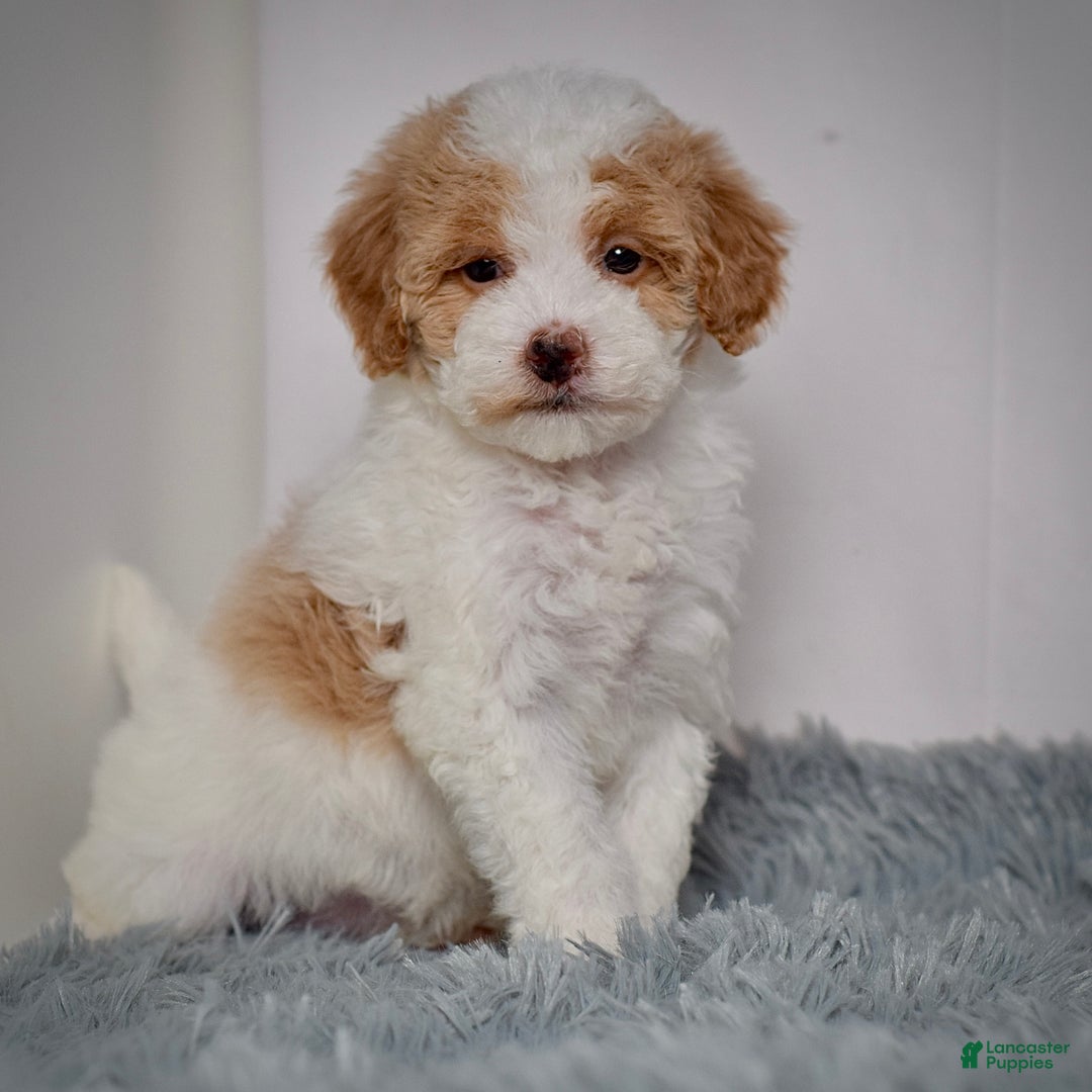 Mini Goldendoodle dogs for sale: Ms. Regan - Ad 1