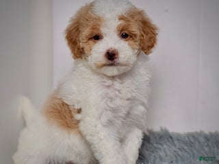 Mini Goldendoodle dogs Ms. Regan - Ad 5