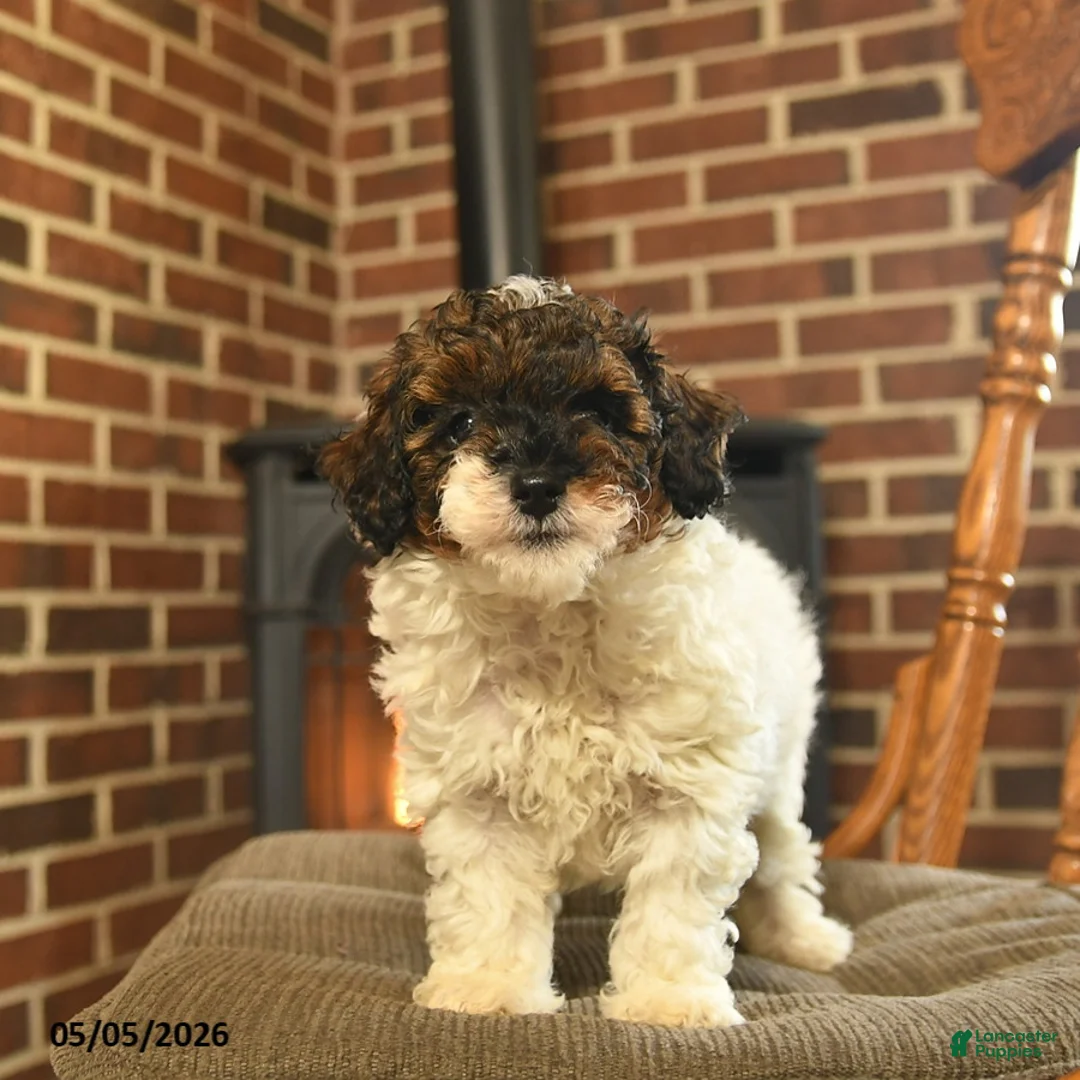 Toy Poodle dogs for sale: Jade - Ad 1