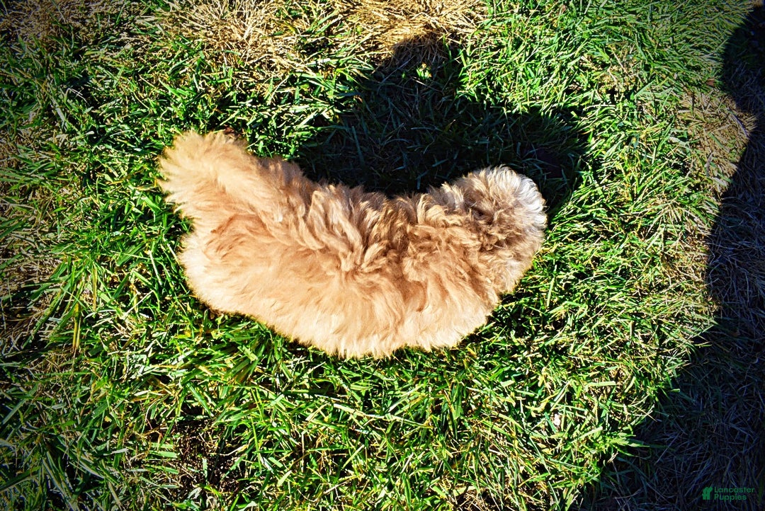 Havapoo dogs for sale: Ranger - Ad 8