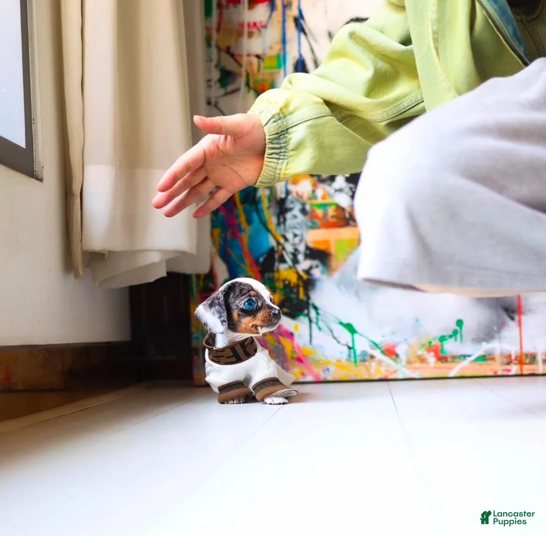 Dachshund dogs for sale: Dachshund Puppy 1 - Ad 3