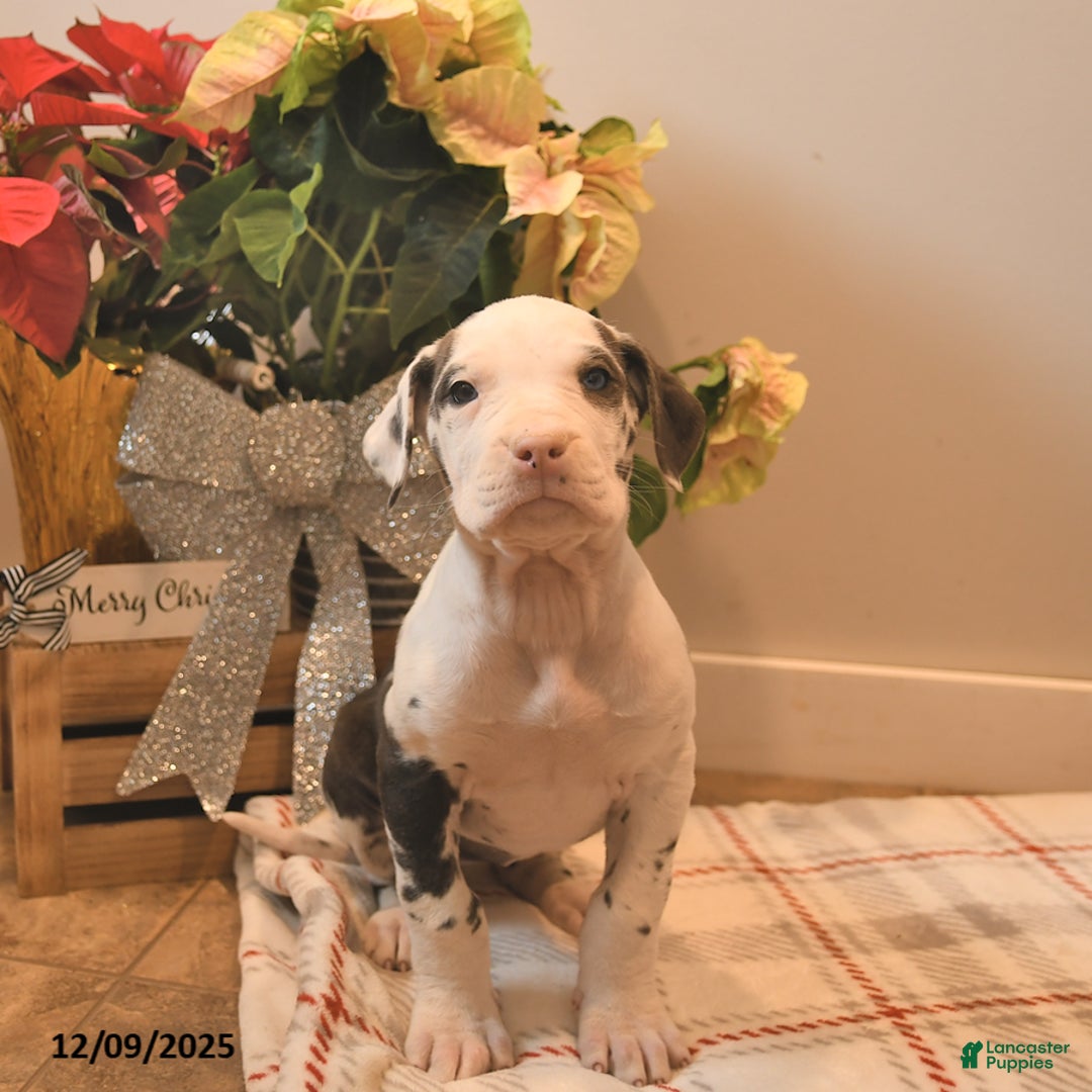 Great Dane dogs for sale: Amber - Ad 2