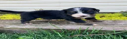 Bernese Mountain Dog dogs for sale: Sicily - Ad 7