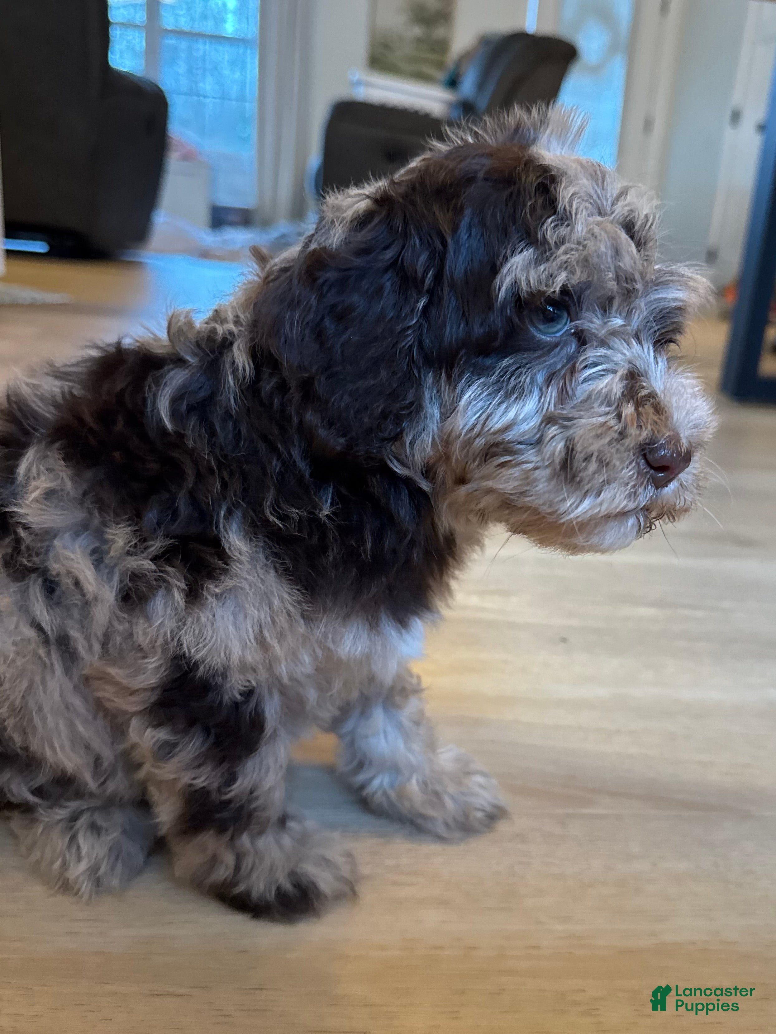 Mini Goldendoodle dogs Cooper - Ad 18