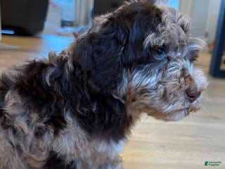 Mini Goldendoodle dogs for sale: Cooper - Ad 3