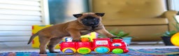Belgian Malinois dogs for sale: Ginger - Ad 7