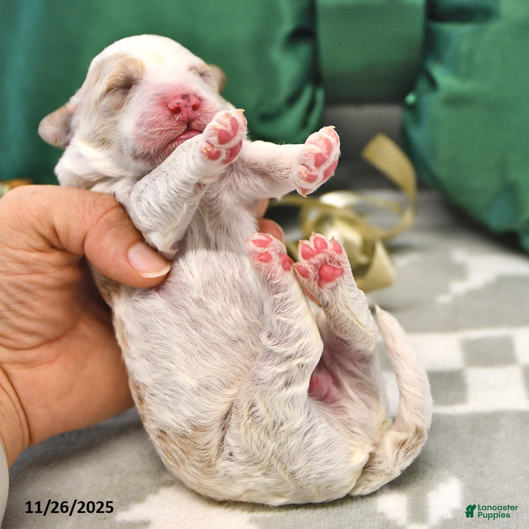 Mini Goldendoodle dogs for sale: Fletcher - Ad 3