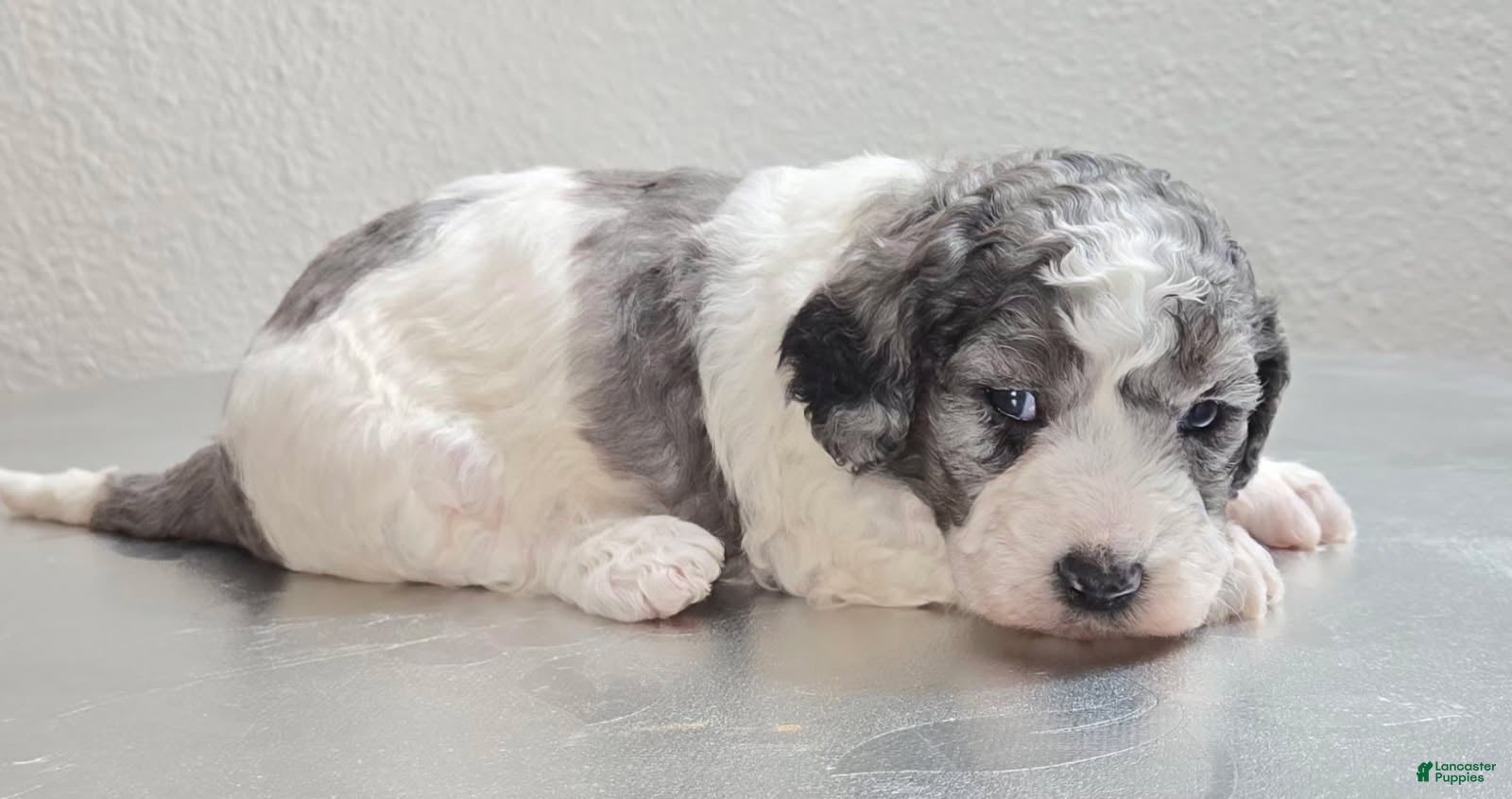 Mini Goldendoodle dogs Mia - Ad 32