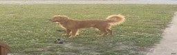 Golden Retriever dogs for sale: Max - Ad 8