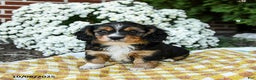 Mixed Breed dogs for sale: Vivian - Ad 1