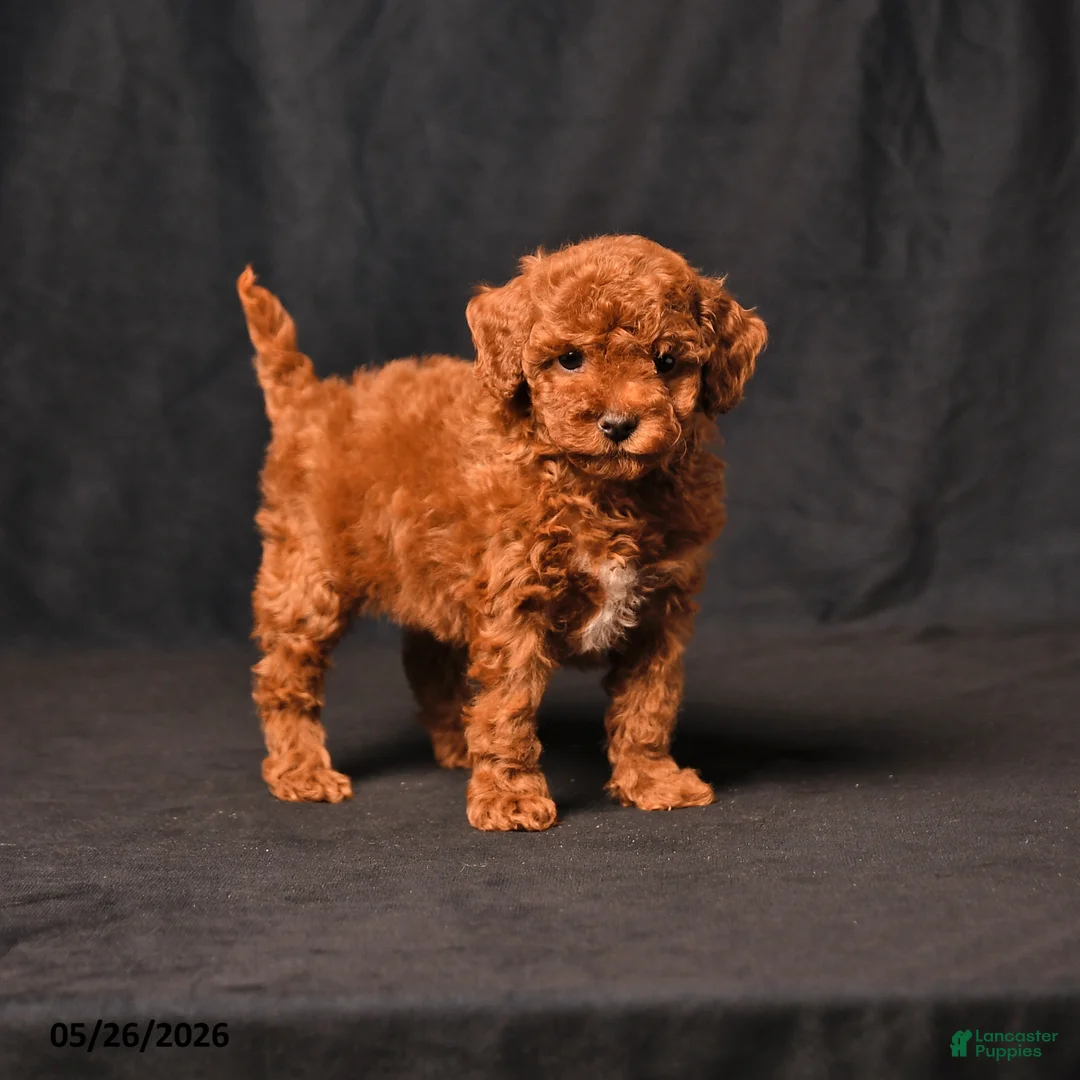 Toy Poodle dogs for sale: Beauty - Ad 1