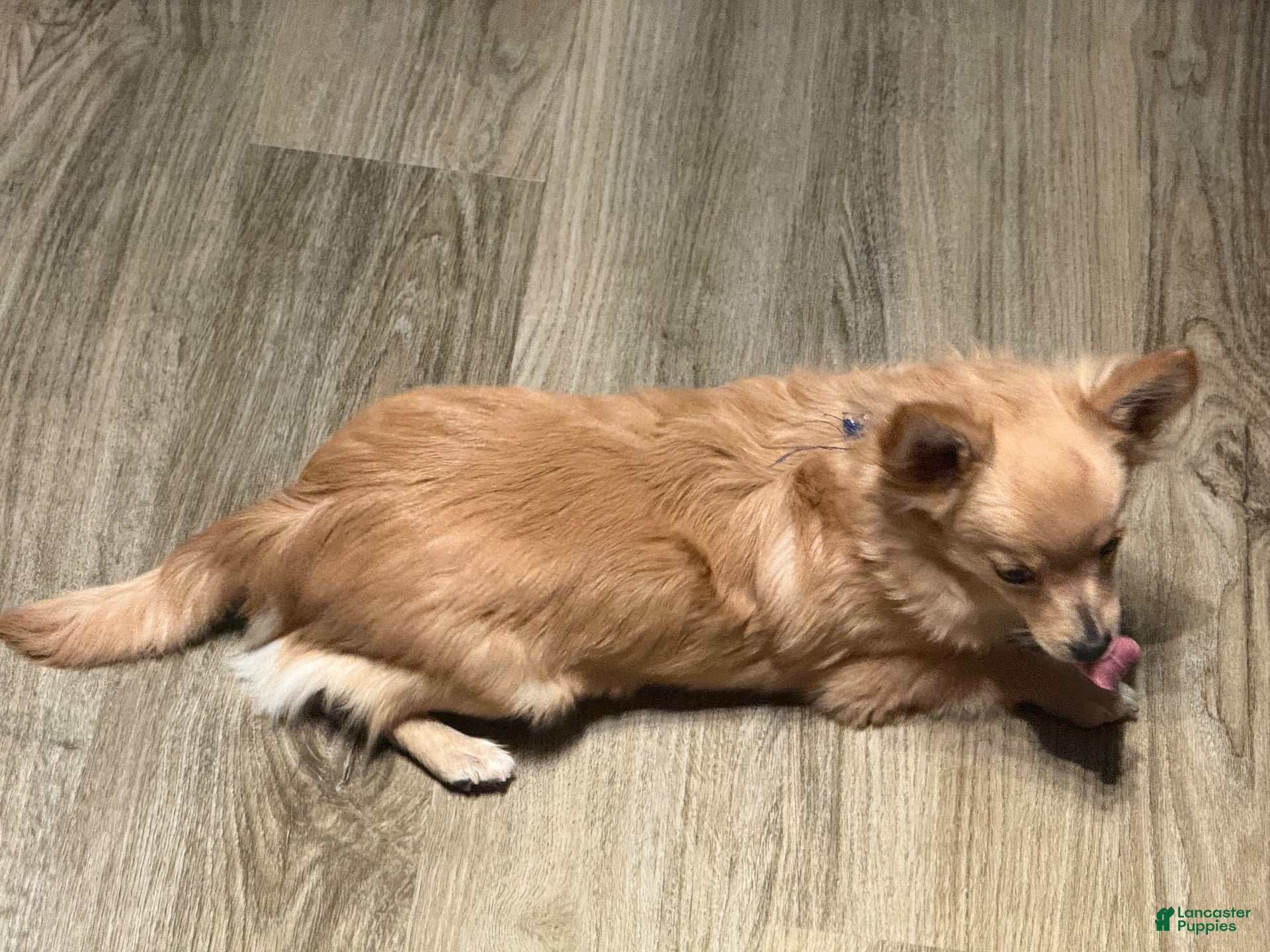 Chihuahua dogs Mello - Ad 1