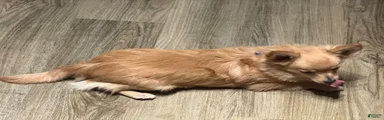 Mello