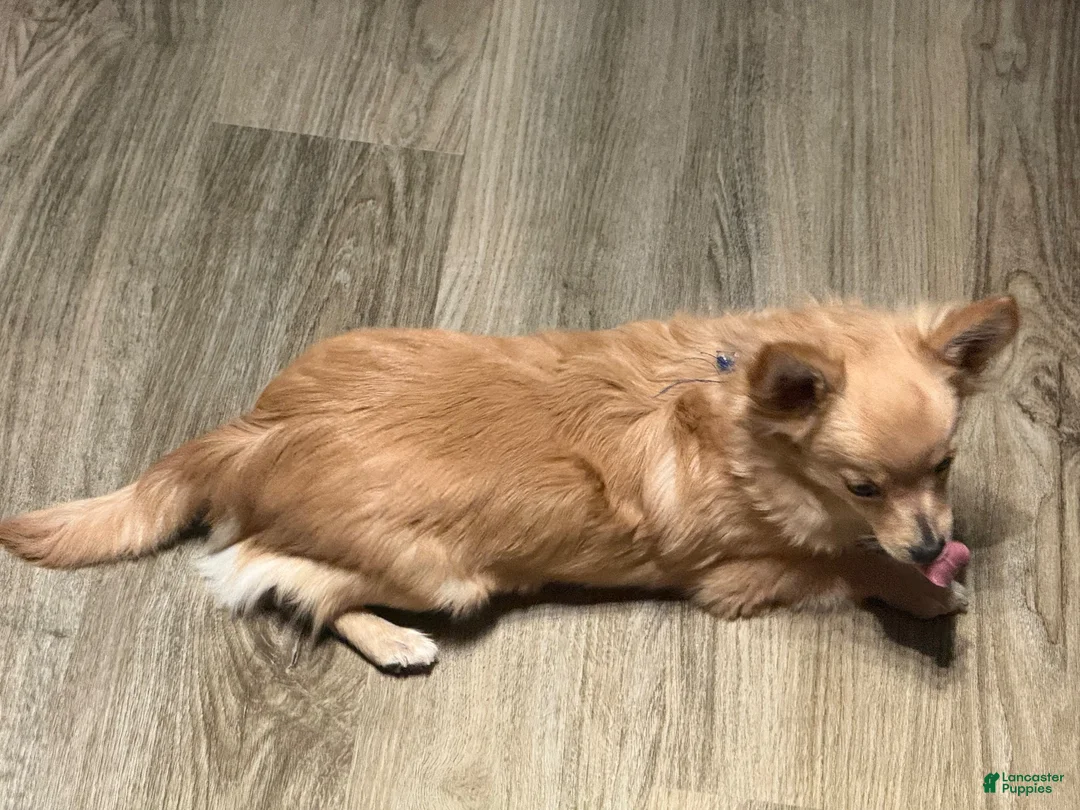 Chihuahua dogs for sale: Mello - Ad 1