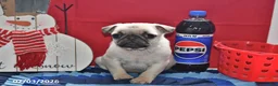Pug dogs for sale: Donald - Ad 4