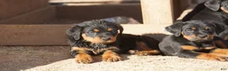 Rottweiler dogs for sale: Rottweiler F2 - Ad 16