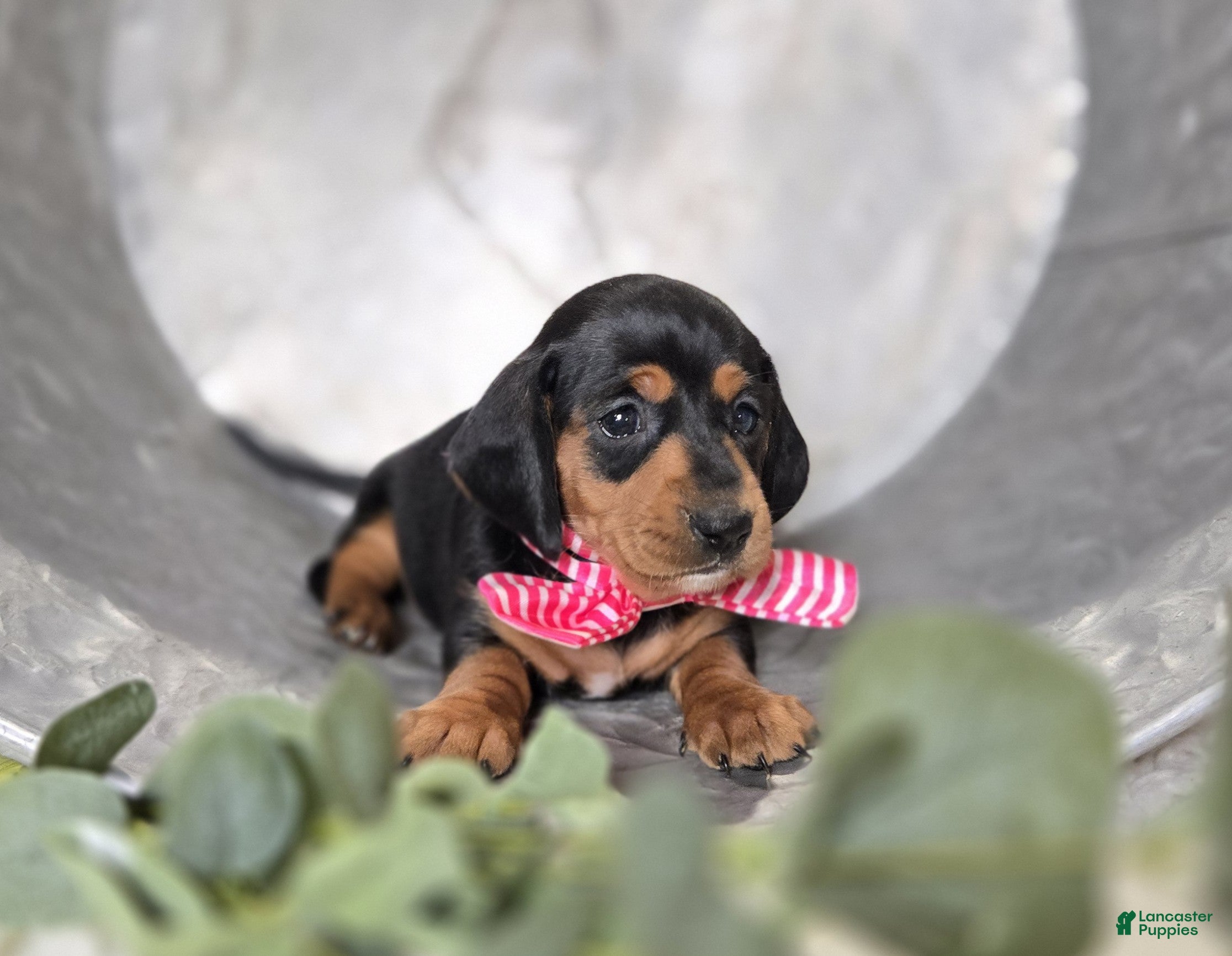 Miniature Dachshund dogs Alexia - Ad 2