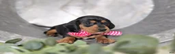 Miniature Dachshund dogs for sale: Alexia - Ad 2