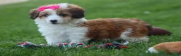 Corgipoo dogs for sale: NALA - Ad 14