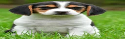 Beagle dogs for sale: Bee - Ad 3