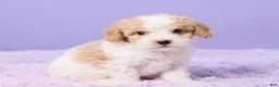 Cavapoo dogs for sale: Andy - Ad 3