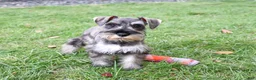 Miniature Schnauzer dogs for sale: Autumn - Ad 3