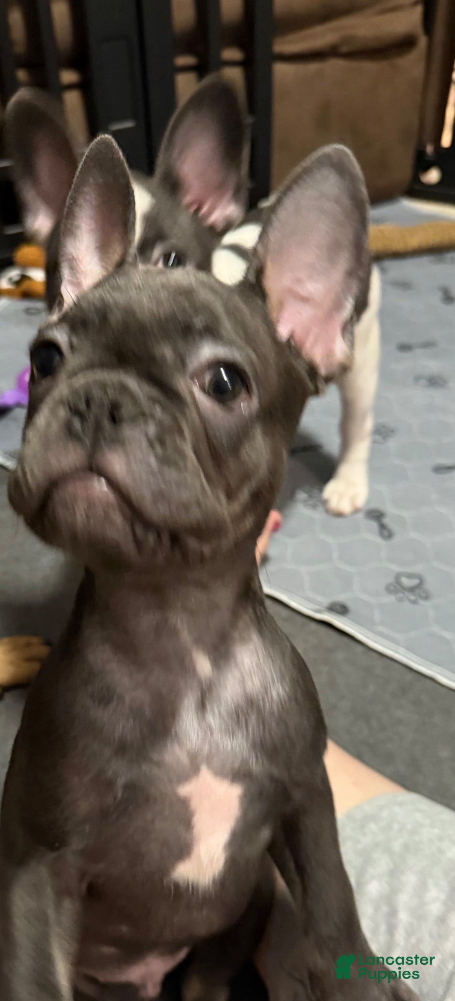 French Bulldog dogs Kermit - Ad 26