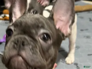 French Bulldog dogs Kermit - Ad 40