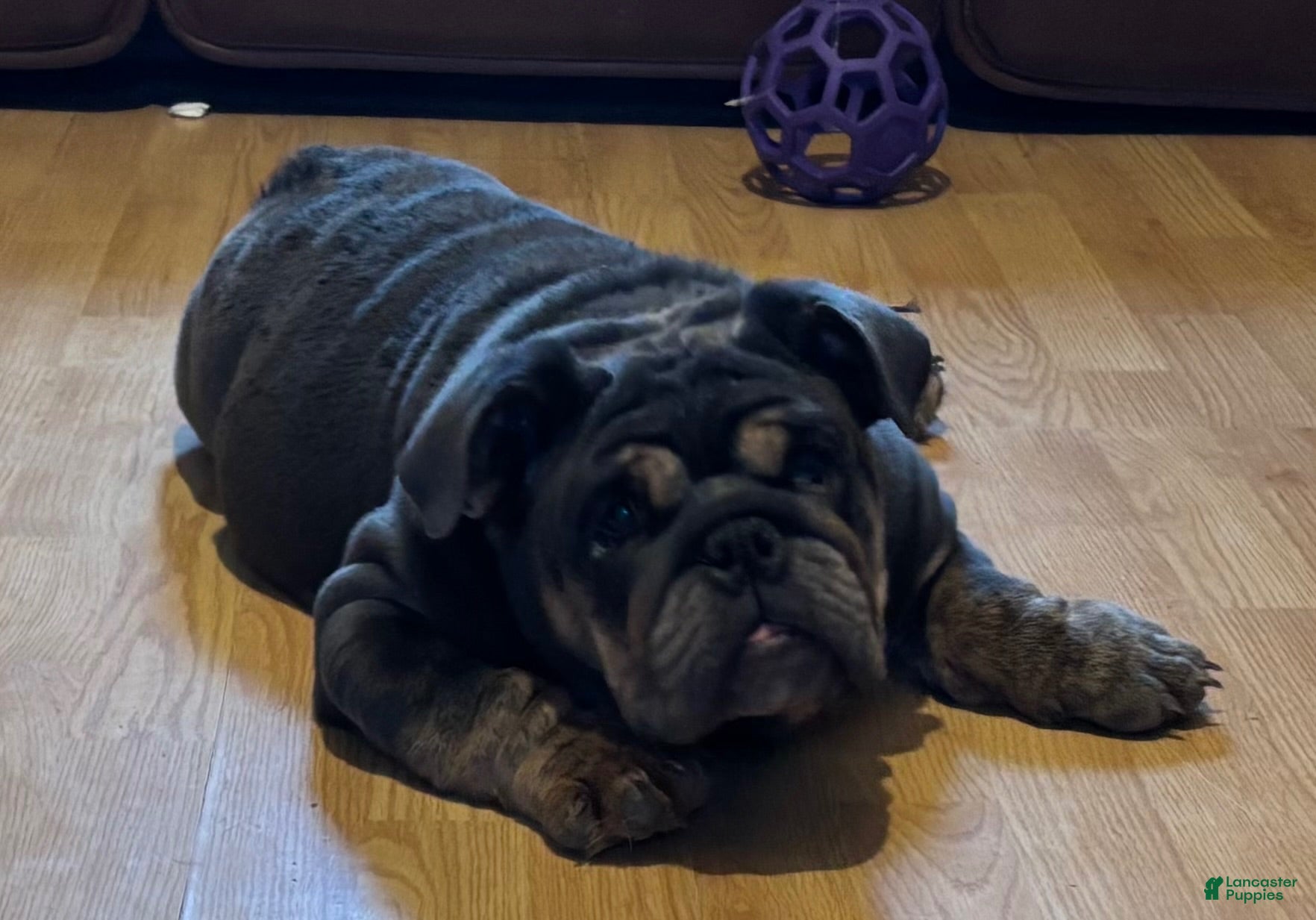 English Bulldog dogs Glo - Ad 1