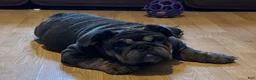 English Bulldog dogs for sale: Glo - Ad 1