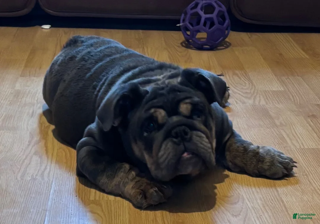 English Bulldog dogs for sale: Glo - Ad 1