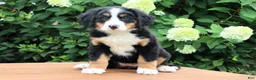 Bernese Mountain Dog dogs for sale: Ronda - Ad 2