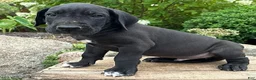 Great Dane dogs for sale: Eisenhower - Ad 3