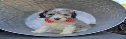 Mini Sheepadoodle dogs for sale: Trevor - Ad 2